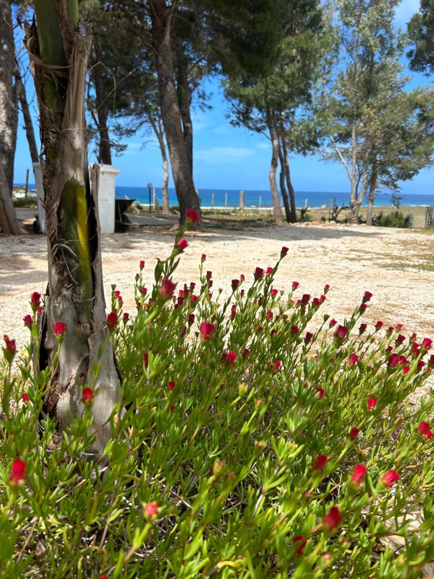 Appartamento I Tramonti Di Cofano 卡斯泰卢佐 外观 照片